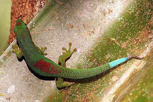 Phelsuma lineata