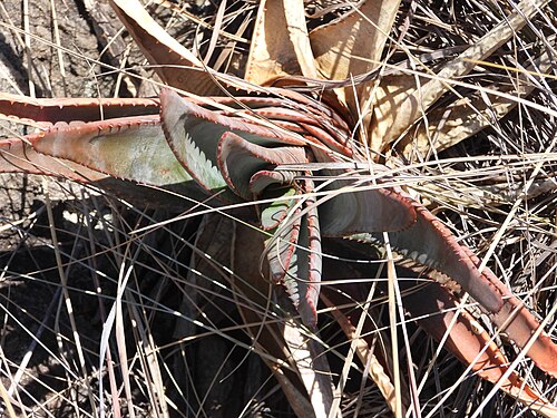 Aloe trachyticola