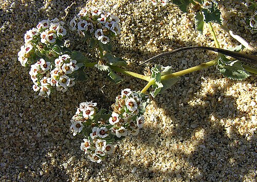 Euphorbia leucophylla