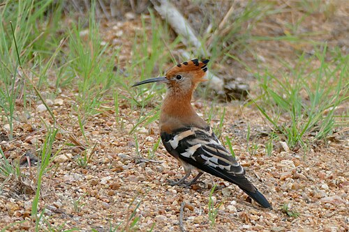 Huppe d'Afrique (Upupa africana)