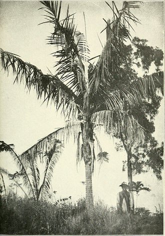 Ravenea madagascariensis
