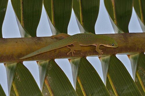 Phelsuma dubia