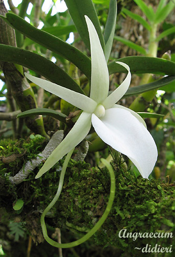Angraecum didieri