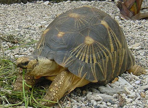 Tortue radiée de Madagascar (Astrochelys radiata)
