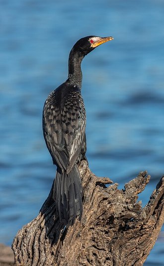 Cormoran africain (Microcarbo africanus)
