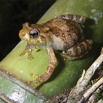 Platypelis laetus