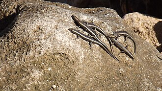 Cryptoblepharus voeltzkowi
