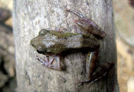 Gephyromantis tschenki