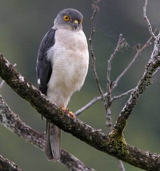 Épervier de Frances (Accipiter francesiae)