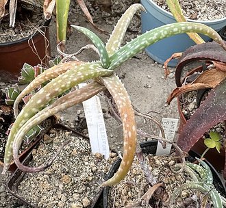 Aloe antandroi