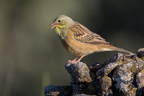Bruant ortolan (Emberiza hortulana)