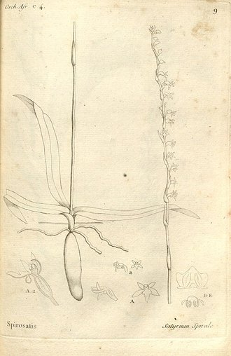 Benthamia africana