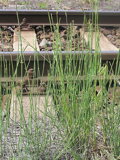 Prêle rameuse (Equisetum ramosissimum)