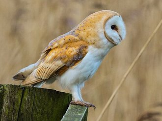 Effraie des clochers (Tyto alba)