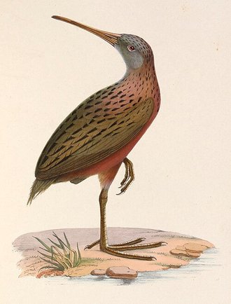 Râle de Madagascar (Rallus madagascariensis)