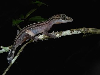 Paroedura gracilis