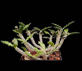 Euphorbia ambovombensis