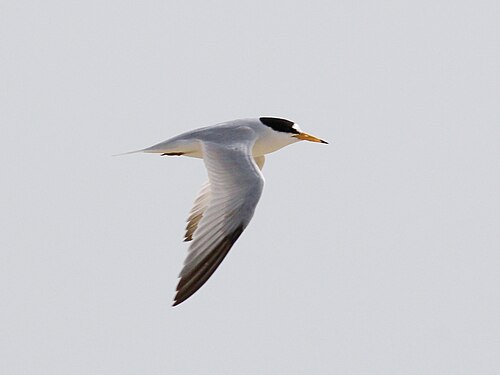 Sterne de Saunders (Sternula saundersi)