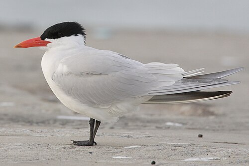Sterne caspienne (Hydroprogne caspia)