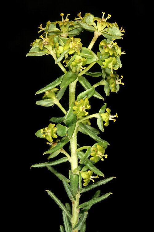 Euphorbia genistoides
