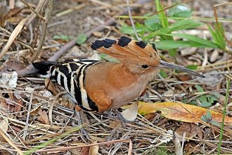 Huppe de Madagascar (Upupa marginata)