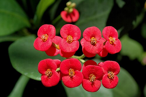 Couronne d'épines (Euphorbia milii)