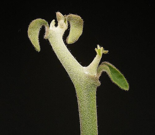 Euphorbia kamponii