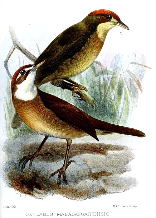 Oxylabe à gorge blanche (Oxylabes madagascariensis)
