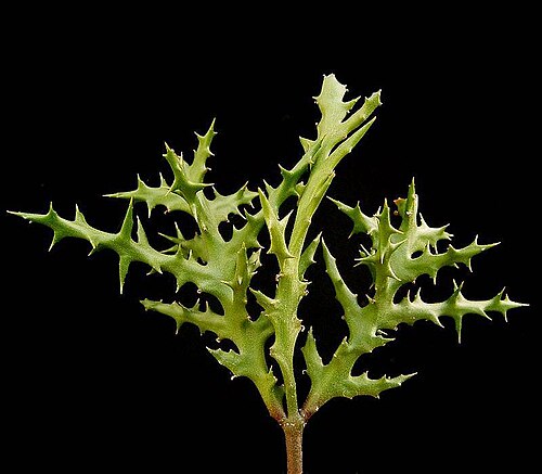 Euphorbe arborecente (Euphorbia stenoclada)