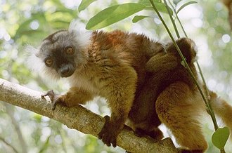 Réserve naturelle intégrale de Lokobe