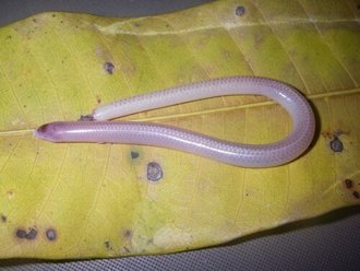 Voeltzkowia mobydick