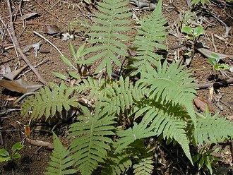 Christella dentata