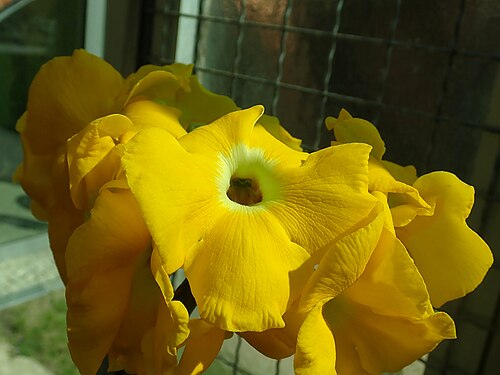 Uncarina ihlenfeldtiana