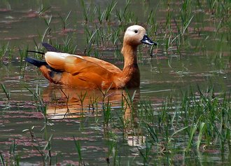 Tadorne casarca (Tadorna ferruginea)