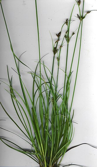 Fimbristylis dichotoma