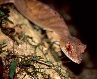 Uroplatus finiavana