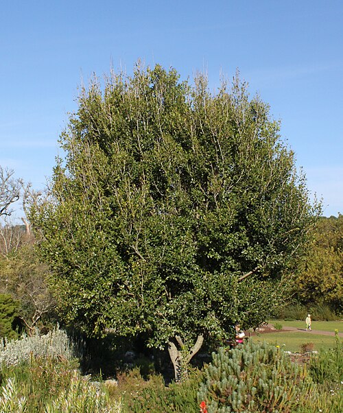 Apodytes dimidiata