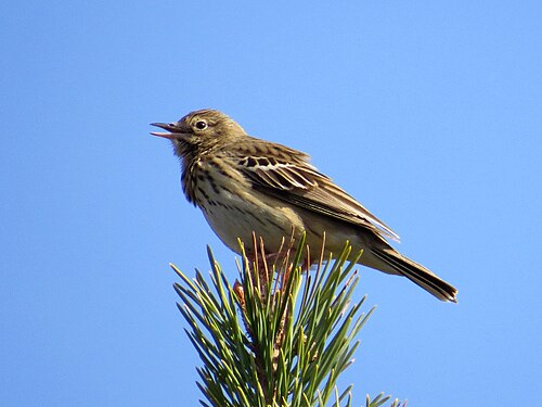 Pipit des arbres (Anthus trivialis)