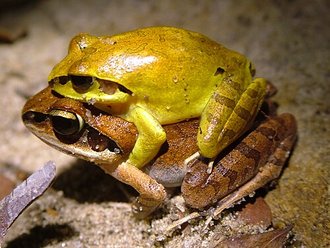 Aglyptodactylus laticeps