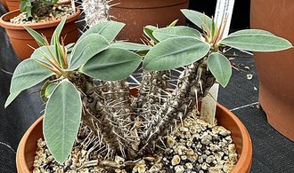 Euphorbia ankazobensis