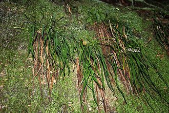 Haplopteris elongata