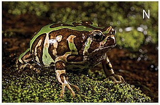 Scaphiophryne madagascariensis
