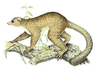 Grand lépilémur (Lepilemur mustelinus)