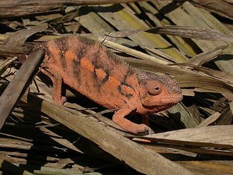 Caméléon panthère (Furcifer pardalis)