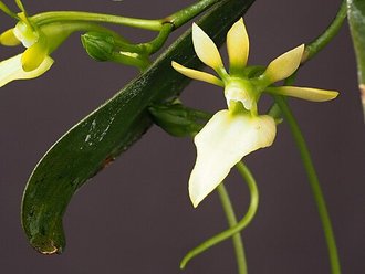 Neobathiea grandidierana