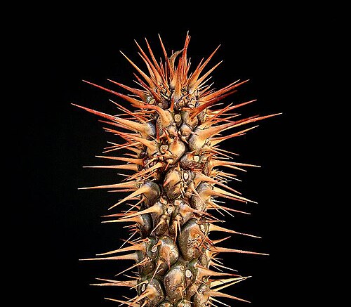 Euphorbia didiereoides