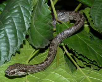Lycodryas maculatus