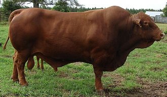 Bos taurus