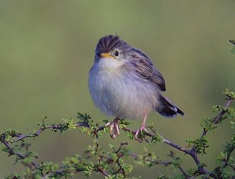 Cisticole malgache (Cisticola cherina)